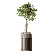 Ficus Benjamina