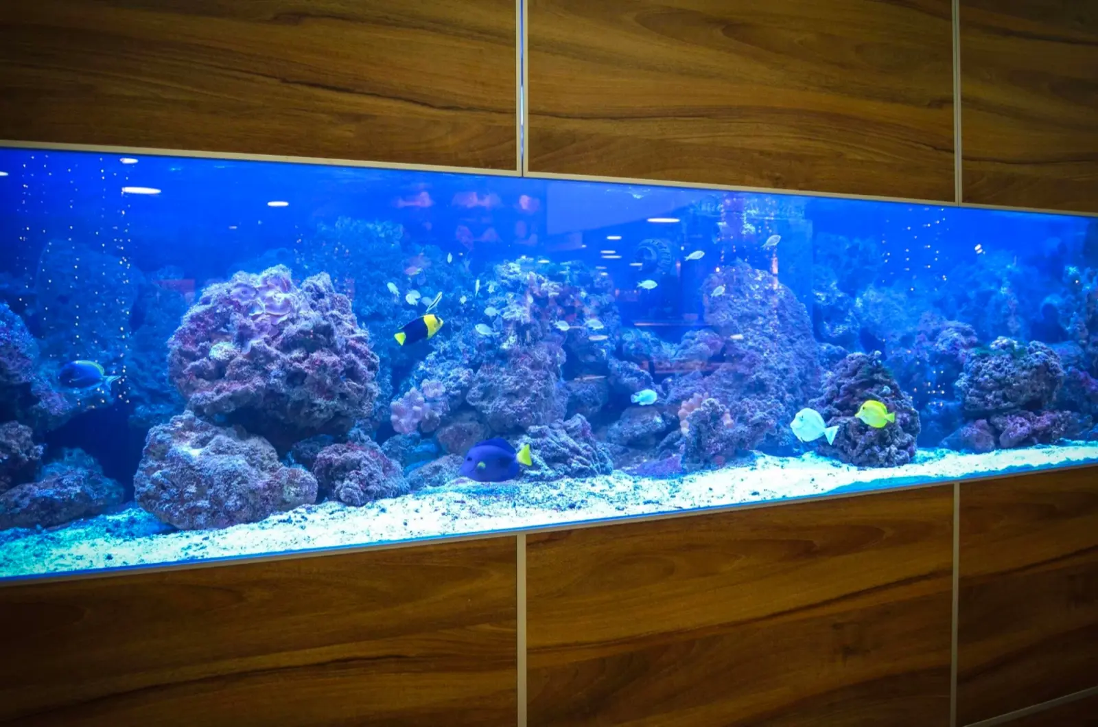 Where to Place an Aquarium in an Apartment or House
